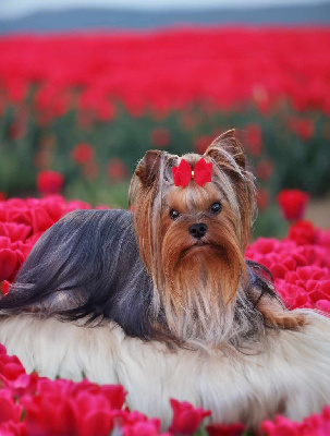 Étalon Yorkshire Terrier - My Precious Love stardust