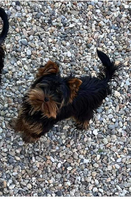 Étalon Yorkshire Terrier - Veryblue du clos de faurilles