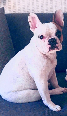 Étalon Bouledogue français - Roxy dit cassie du roc de candelon