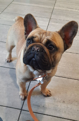 Étalon Bouledogue français - Urbann Des Jardins Du Vieux Temple Sacre