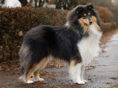 Étalon Colley à poil long - Urka diamant noir des vallées d'Atrébatie