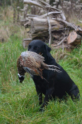 Étalon Labrador Retriever - TR. CH. Petrus des monts de blond