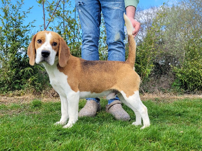 Étalon Beagle - Sable d'or Des Courants De La Selle