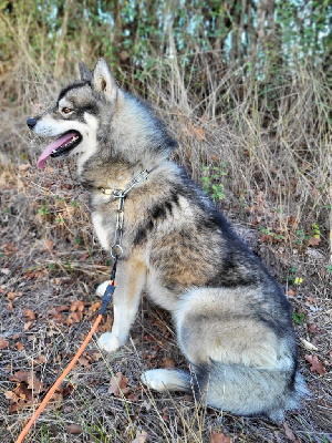 Étalon Siberian Husky - Thorin des Gardiens du Palais