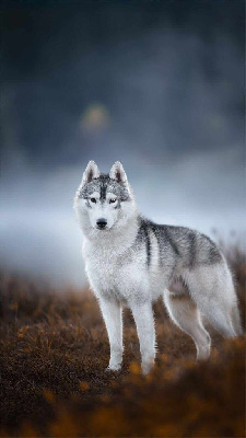 Étalon Siberian Husky - Upstar taishy des neiges du dragon