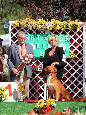 Étalon Retriever de la Nouvelle-Ecosse - CH. Sloky Of Bourlon Wood's Tower}