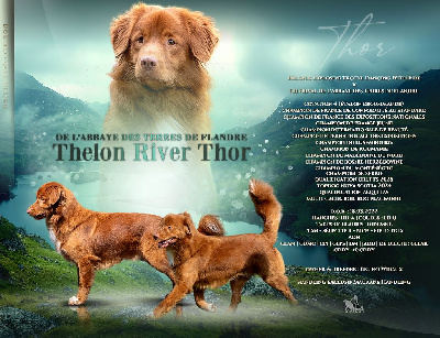 Étalon Retriever de la Nouvelle-Ecosse - CH. Thelon river thor de l'abbaye des terres de flandre