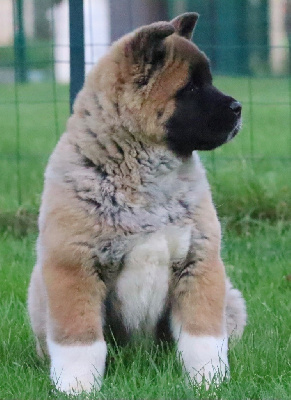 Étalon Akita americain - Valkyrie aka maiziqueen Des Gardiens De L'arche De Noé