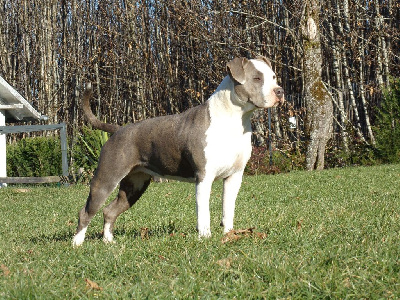 Étalon American Staffordshire Terrier - Urban blue rock De La Legende Us De Siberia