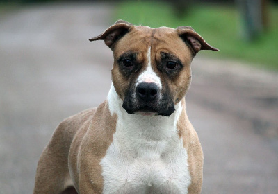 Étalon American Staffordshire Terrier - Purple sweet lone star du temple de Gaïa