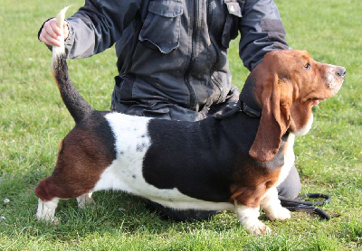 Étalon Basset Hound - Téquila des Crocs de Heurtevent