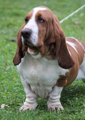 Étalon Basset Hound - Tahiti des Crocs de Heurtevent