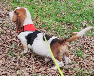 Étalon Basset Hound - Tramadol des menthes sauvages