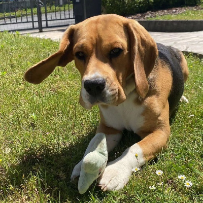 Étalon Beagle - S'ginger Des Courants De La Selle