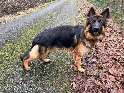 Étalon Berger Allemand Poil Long - Vulcain De L'Etoile Chanceuse