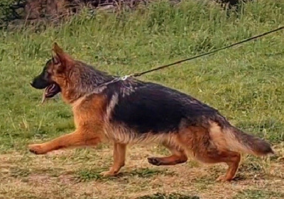 Étalon Berger Allemand - Refaeli des Loups de L'etoile