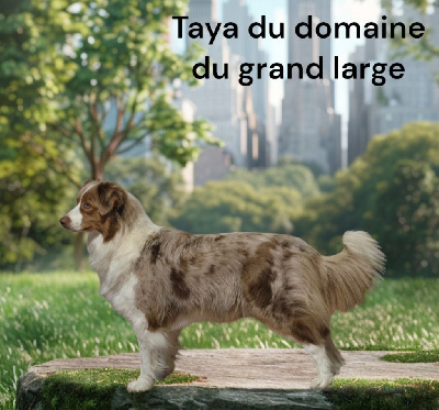 Étalon Berger Australien - Taya Du Domaine Du Grand Large