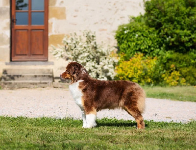 Étalon Berger Australien - CH. Soul to squeeze De La Tour Brune