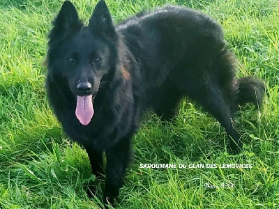 Étalon Berger Belge - Saroumane Du Clan Des Lemovices