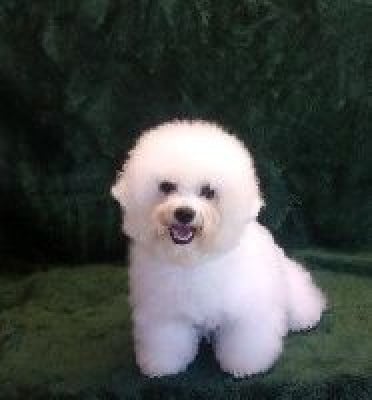 Étalon Bichon Frise - Orcy Von Bereich Sandalvi