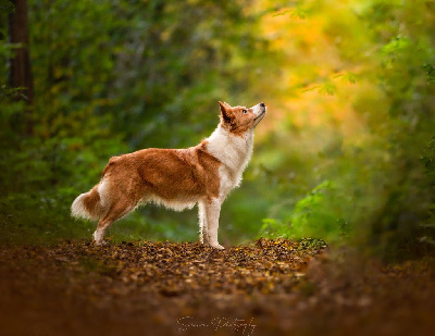 Étalon Border Collie - U'sunbeam Of Xemiris