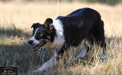 Étalon Border Collie - Connivence Saga