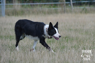 Étalon Border Collie - Connivence Themis