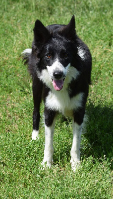 Étalon Border Collie - Twig Du mont kerchouan