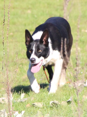 Étalon Border Collie - Upi Des Bergers Des Chaupous