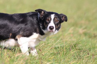 Étalon Border Collie - Connivence Taratata