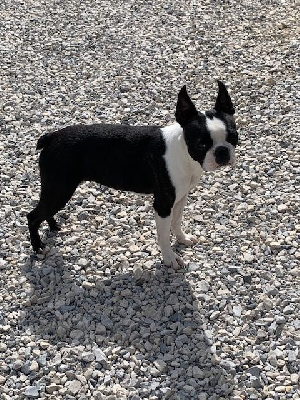 Étalon Boston Terrier - apet Lucy