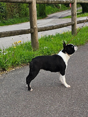 Étalon Boston Terrier - Utopia Du Domaine De La Cour Souveraine