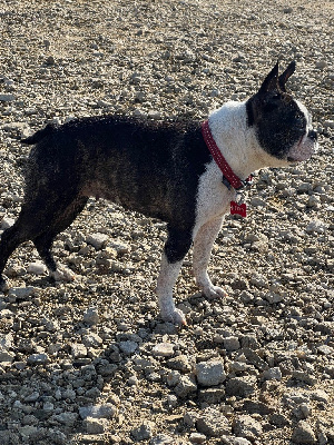 Étalon Boston Terrier - Roxy freedom Des Chiens De Nissa La Bella