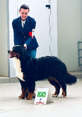 Étalon Bouvier Bernois - CH. Une star du royaume des reves