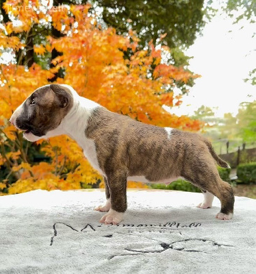 Étalon Bull Terrier Miniature - timewilltell Pickett