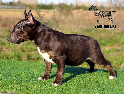 Étalon Bull Terrier Miniature - hell's line V million girl