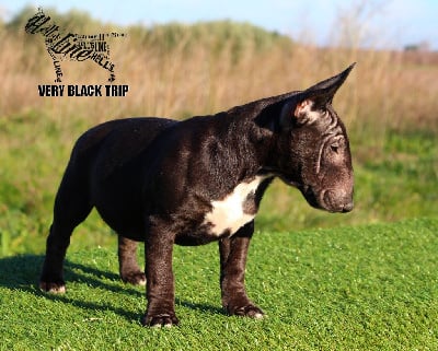 Étalon Bull Terrier Miniature - hell's line Very black trip