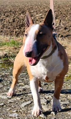 Étalon Bull Terrier Miniature - Vanvel's du Paradis Des Mini Bulls