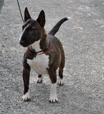 Étalon Bull Terrier Miniature - Solfarino Sara