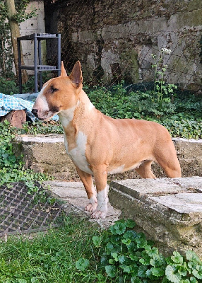 Étalon Bull Terrier - By The Wall Shyne