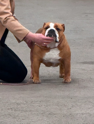 Étalon Bulldog Anglais - Myally Bulldog The killer queen