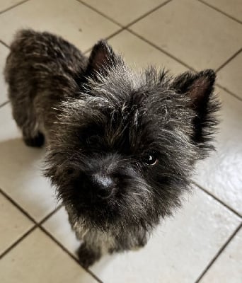 Étalon Cairn Terrier - CH. Ukulele Des Terres De Cérès