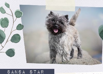 Étalon Cairn Terrier - CH. Sansa star of slate islands