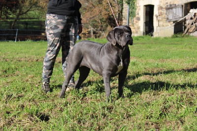 Étalon Cane Corso - Une sacrée revanche du Domaine Des Terres Noires