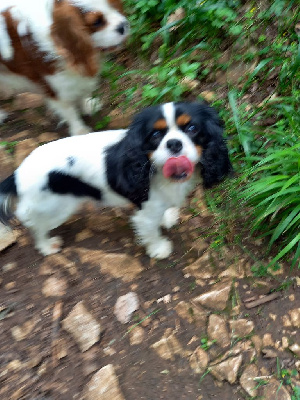 Étalon Cavalier King Charles Spaniel - Taiga De la combe berail