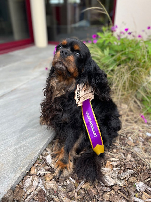 Étalon Cavalier King Charles Spaniel - CH. Litchee des rives du blavet