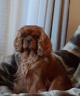 Étalon Cavalier King Charles Spaniel - Rosabell de la Vallée des Corbeaux