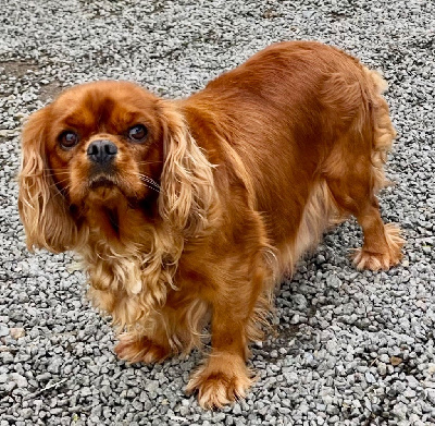 Étalon Cavalier King Charles Spaniel - Salsa des vents d'océan