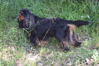 Étalon Cavalier King Charles Spaniel - Marley des vents d'océan