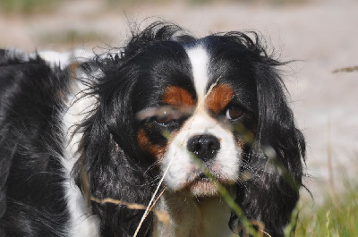 Étalon Cavalier King Charles Spaniel - Rihanna des jardins de montet